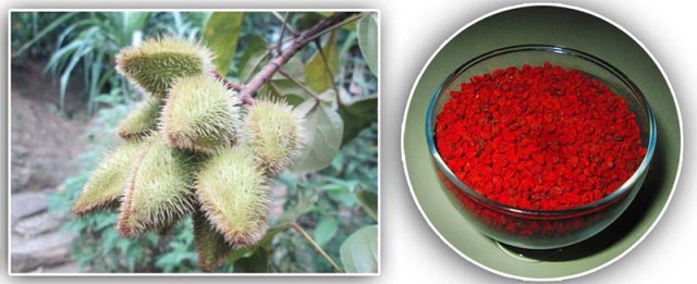 Planta-De-Bija-propiedades-Medicinales