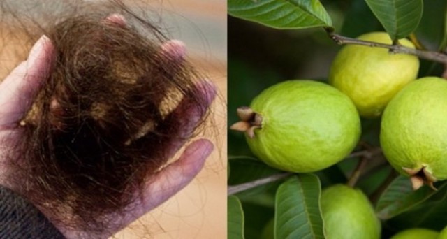 guayaba-768x410
