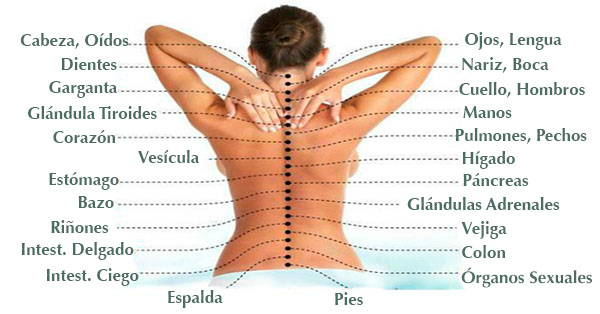 columna conexion a organos