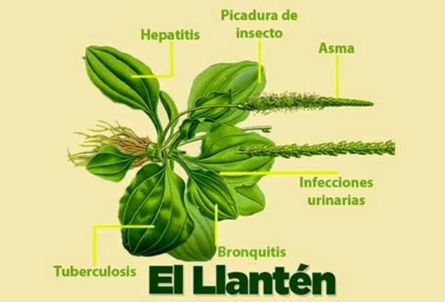 lLANTEN