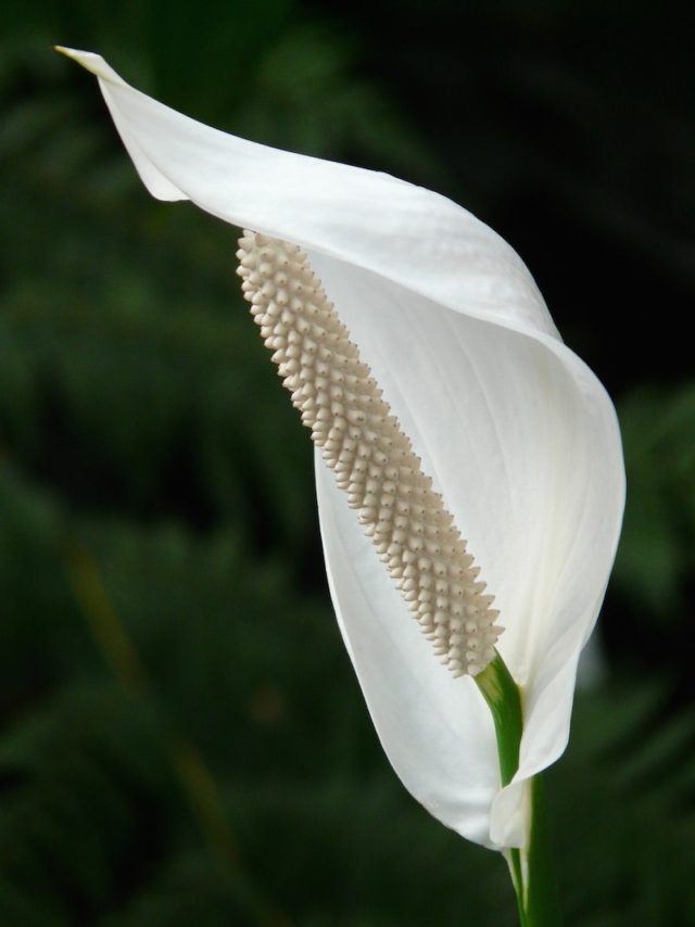 Espatifilo1