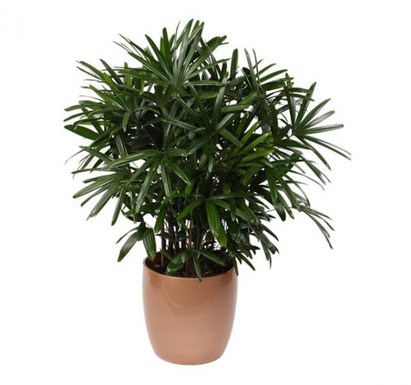 palmera china