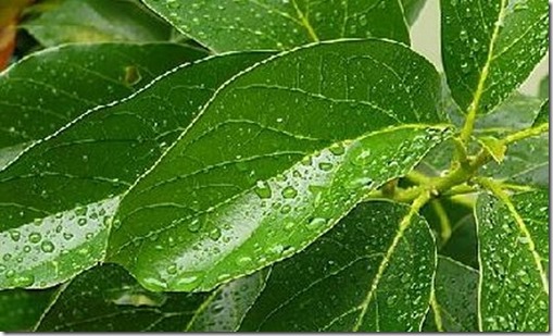 hojas-de-aguacate