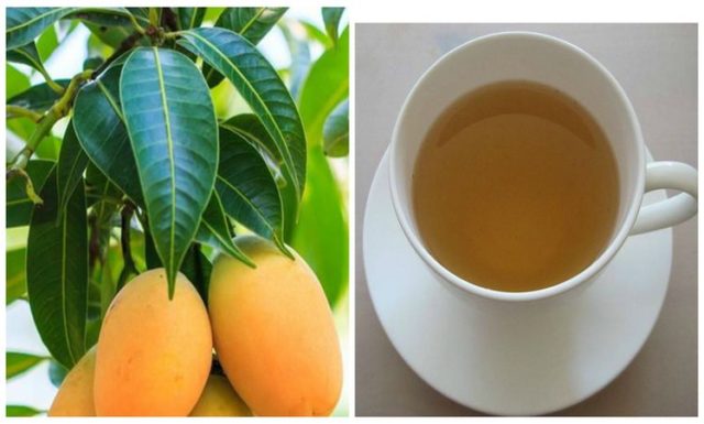 te-hojas-de-mango