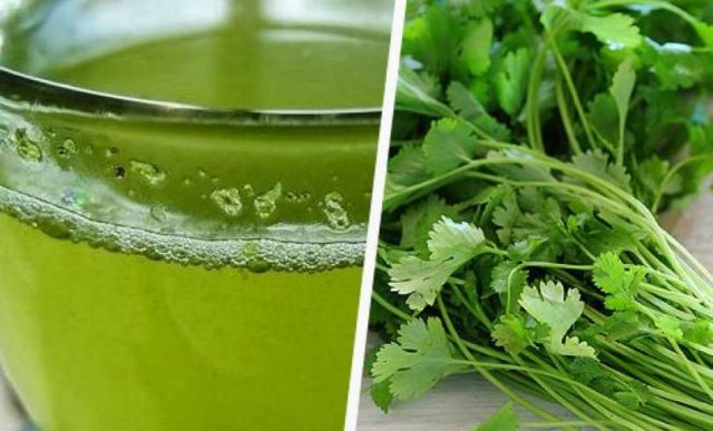 cilantro