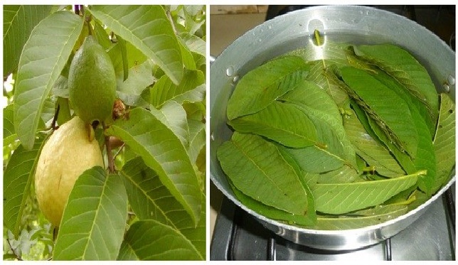 hojas-de-guayaba