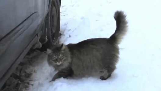 gata-1